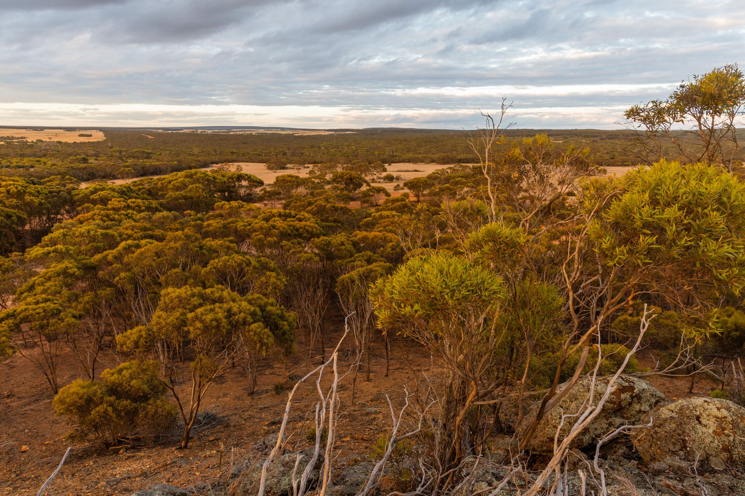 Landscape View Of Woodlands Red Moort Reserve. Photo By Nic Duncan[1]