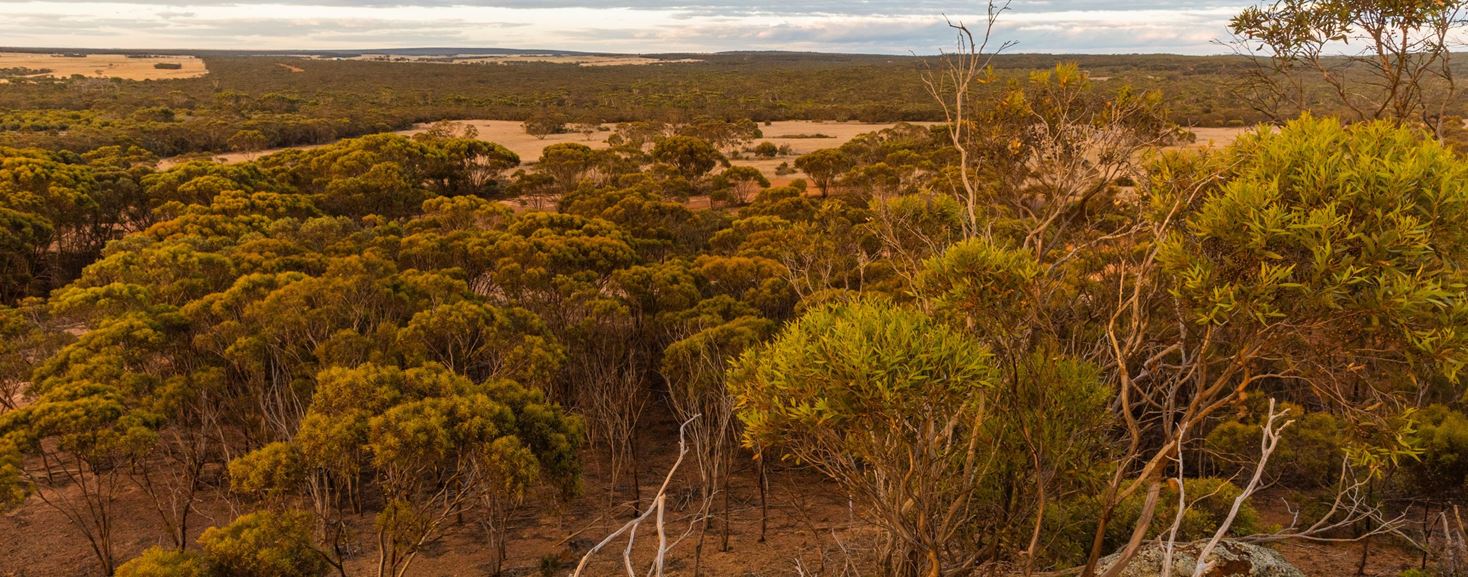 Landscape View Of Woodlands Red Moort Reserve. Photo By Nic Duncan[1]