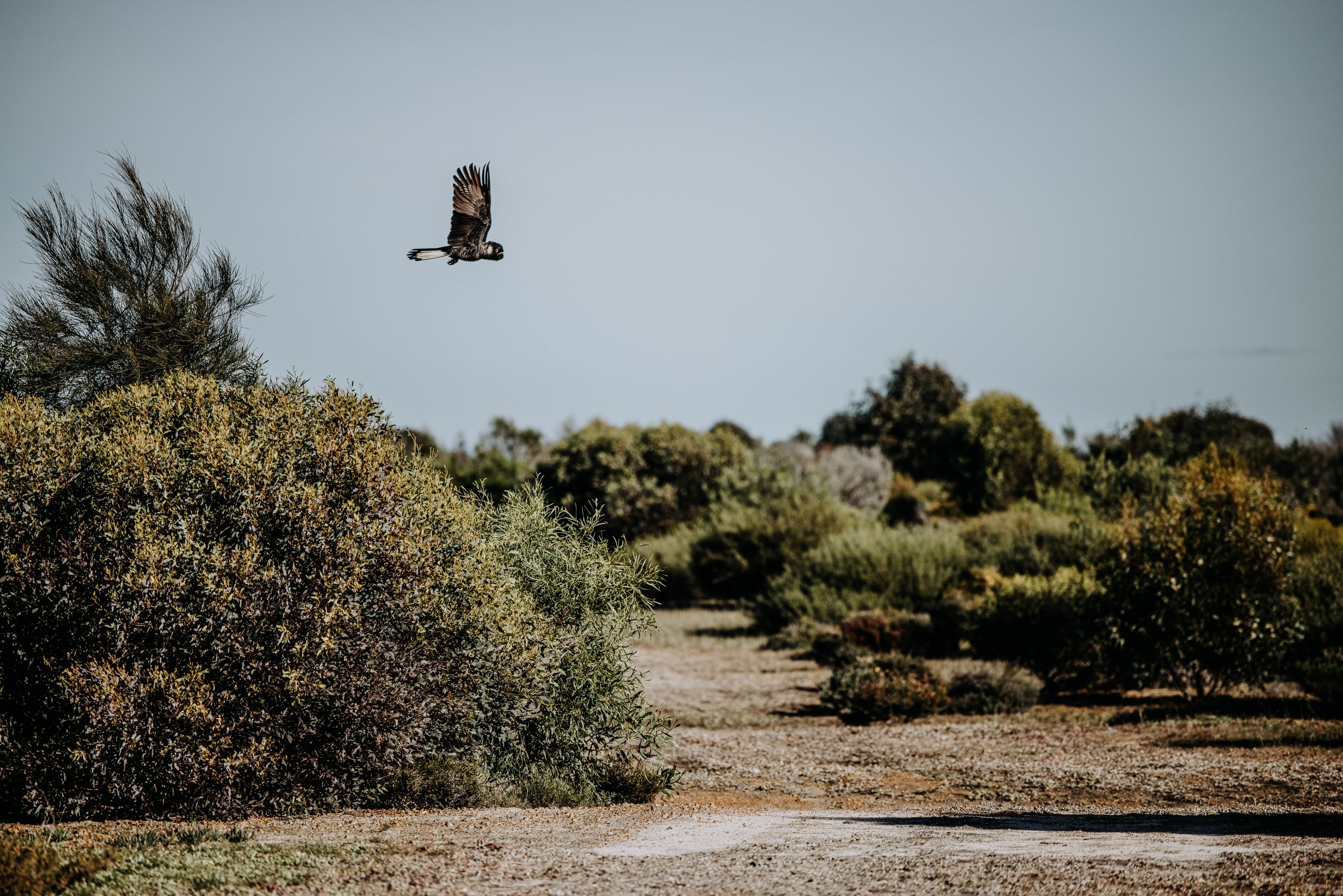Carnaby's Cockatoo Flying Over Restoration On Monjebup Reserve. Photo By Krysta Guille[1]