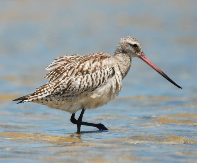 Bar Tailed Godwit Photo Geoff Taylor